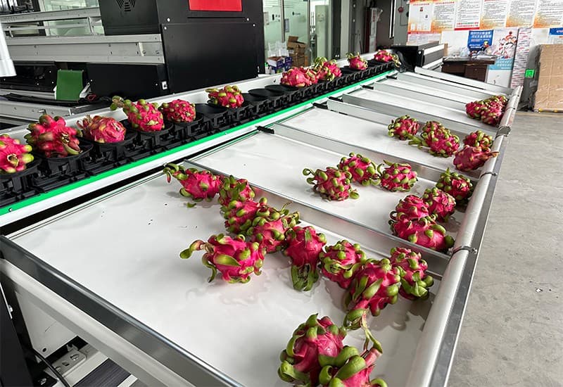images/1714983380159dragon fruit sorting machine.jpg